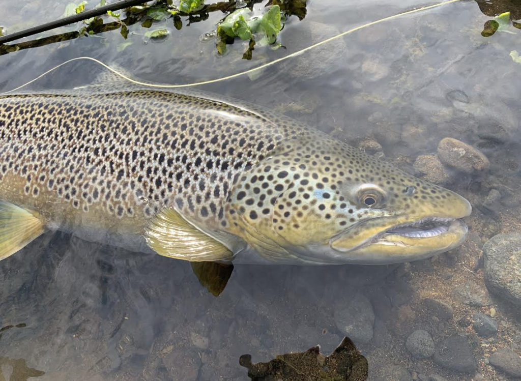 Gear Reviews » Multiple Fly Rod Weight Rankings » Yellowstone Angler