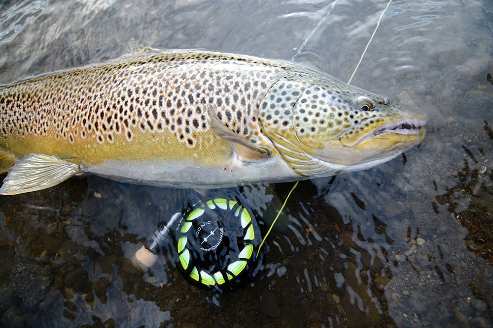 Hatch Reels: Superior Quality - Bighorn Trout Shop