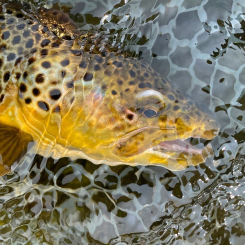Brown trout in stream