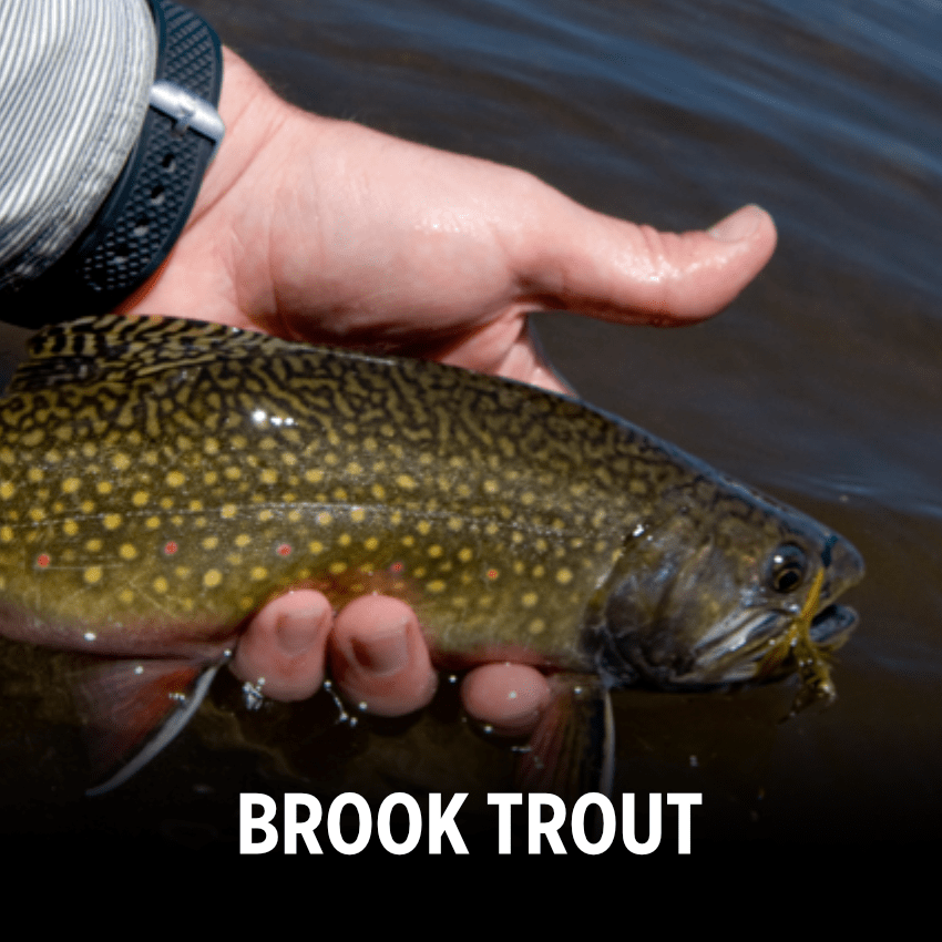 Brook Trout being released