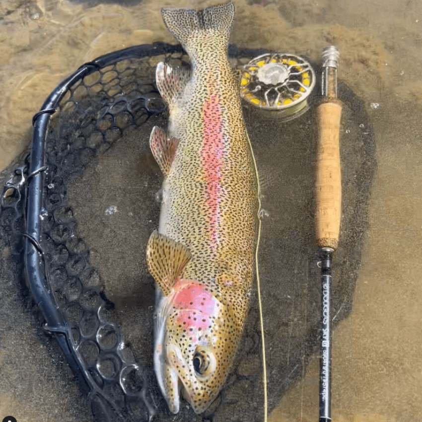 Rainbow Trout displayed in landing new with fly rod nearby