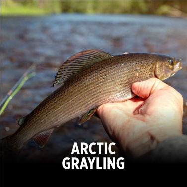 Arctic Grayling being released
