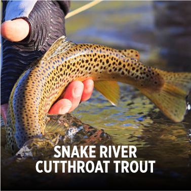Snake River Cutthroat Trout being released