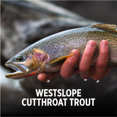Westslope Cutthroat Trout ready for relese